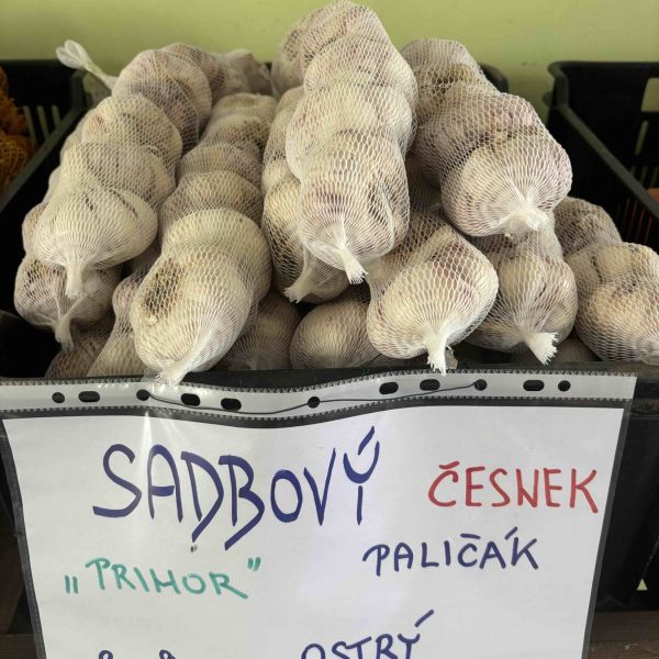 Sadbový česnek, ozimá cibule — fotografie 3
