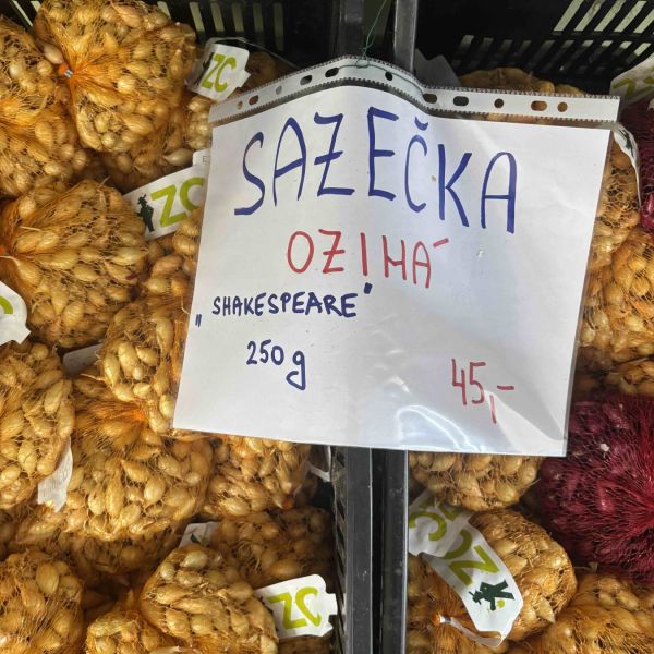 Sadbový česnek, ozimá cibule — fotografie 4