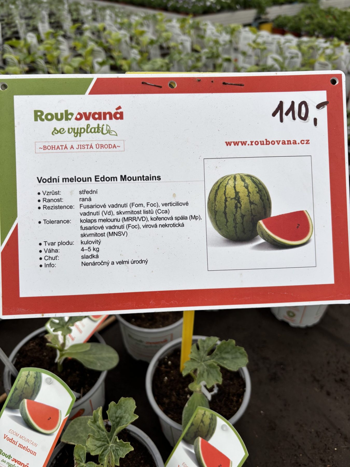 Roubovaná zelenina — fotografie 2
